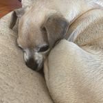 Cameron Ridge - @kids.3dogs3 - Instagram