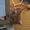 Camryn Ryland - @camryn.ryland - TikTok