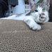 Cameron Shuck - Facebook