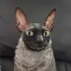 Cameron Shaffer - @cameron.shaffer01 - TikTok