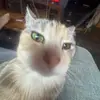 cameron - @cameronsteinn - TikTok