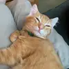 Cameron Swanson - @cameron.swanson - TikTok