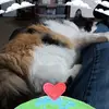 Cameron Swanson - @cameron.swanson60 - TikTok