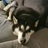 Cameron Walker - @shadow_the_husky1 - TikTok