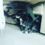 Cameronweed - @cameronweed8 - Instagram