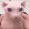 Cameron Wirth - @cameronwirth - TikTok