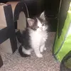imtherealkitty - @cameronthegoatyahyee - TikTok