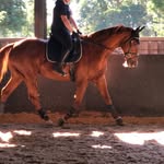 Camilla Baker - @camillabaker_equestrian - Instagram