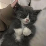 کامیلا.هندرسون - @camilla._.henderson - Instagram