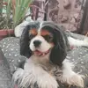 camilla - @camilla_cavalierking - TikTok