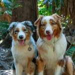 Queen Camilla & King Apollo - @camilla_and_apollo - Instagram