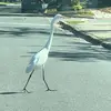 Camilla_mann467 - @llijhyioll - TikTok