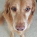 Camilla Hollenbeck Morrison - Facebook