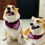 Chloe | Jessy | Aspen - @royal_camilla_corgis - Instagram