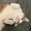 camille_ace - @chats_gril - TikTok