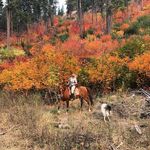 Camille Alexander - @cherryponies - Instagram