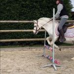 camille_angelo_horse - @angelo_camille_horse - Instagram