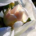 Camille Bennett - Facebook