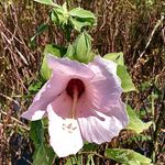 Camille Carroll - @camillecarroll0117 - Instagram
