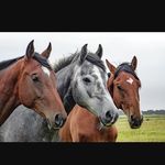 Camille Casey Danielle - @3._equestrian._girls - Instagram