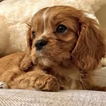 CAMILLE CAVALIER KING CHARLES - @camille_ruby_cavalier - Instagram