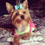 Camille_Cook_The Yorkie! - @camille_cook1 - Instagram