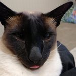 camille Cornelius - @orchidlady1957 - Instagram