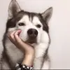 Puppyoo🐶 - @camillecurry1972 - TikTok
