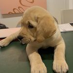 Camille Goldstein Abbott - @camillegoldsteinabbott - Instagram