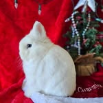 Camille Gordon - @imperialdwarfs_rabbitry - Instagram