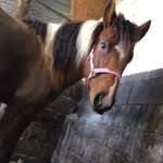 Camille Morel - @camille_morel12 - Instagram