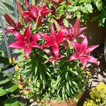 camille Pascal - @camillepascal28041942 - Instagram