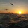Peace Camille - @peace.camille - TikTok
