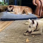 Camille Stringham - @hectorandachilles3 - Instagram