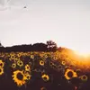 Campbell Davis - @sunny._.aes - TikTok