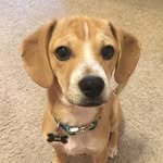 Campbell Moore - @campbellthepup - Instagram