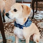 Campbell Moore - @cambampuppy - Instagram