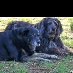 Heather Campbell Pendleton - @hptxagsjr88 - Instagram