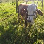 Campo Vaca - @campovaca - Instagram