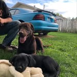 Camron Brown - @mullitt_mustang - Instagram