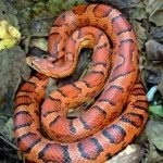 Camron Hill - @reptiledude221 - Instagram