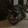 Camronmitchell66 - @camronmitchell11 - TikTok