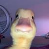 Camryn AKA Arnold - @arnold.pamily666 - TikTok