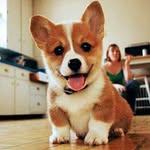 Can Pham - @_corgilovers_ - Instagram