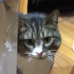 Candace Gregory-Abbott - @honorspets - Instagram