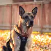 Life with Bentley 🐕‍🦺 - @bentleyandcandace - TikTok