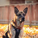 Candace & Bentley - @gsd_servicedogbentley - Instagram