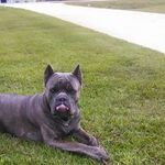 Candace Nick Blackmon - @hitmanlandscaping - Instagram