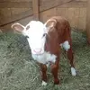 CandaceNicoleBlevins - @candacenicoleblevins - TikTok