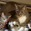 cadanceboardman - @kitty__1190 - TikTok